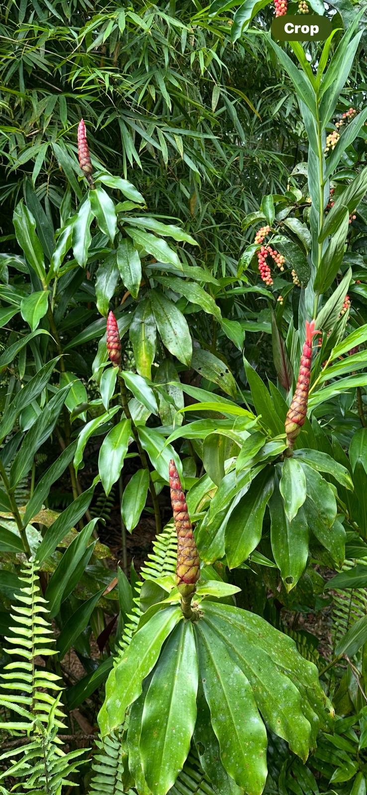 Jamaican farmers harvesting ginger in a hillside field