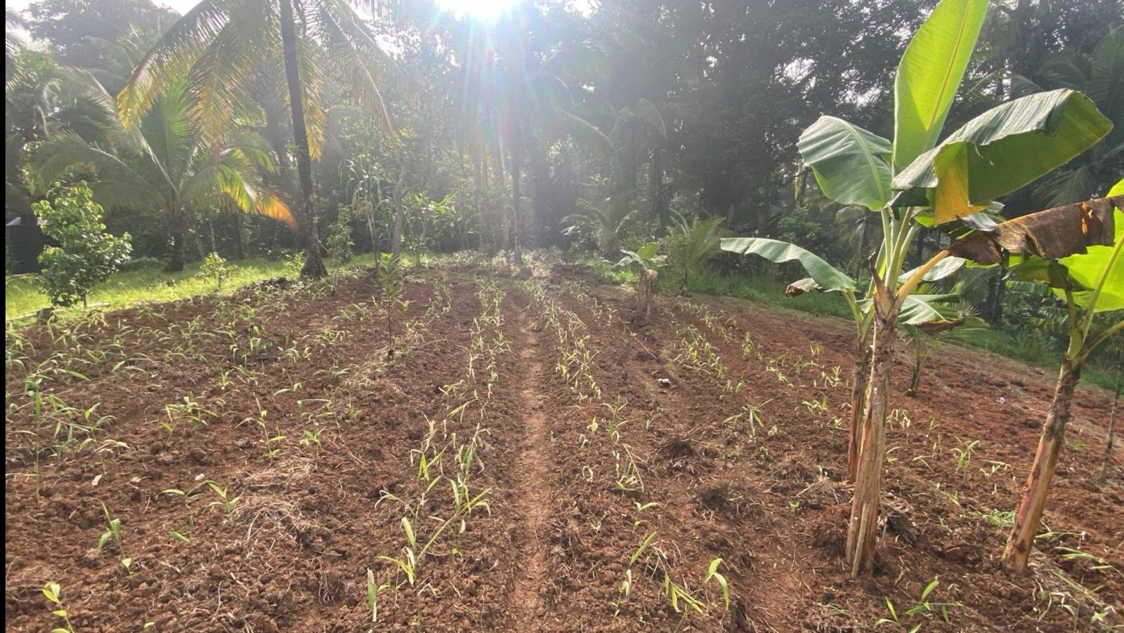 A rustic Jamaican kitchen scene with freshly sliced ginger and steaming tea