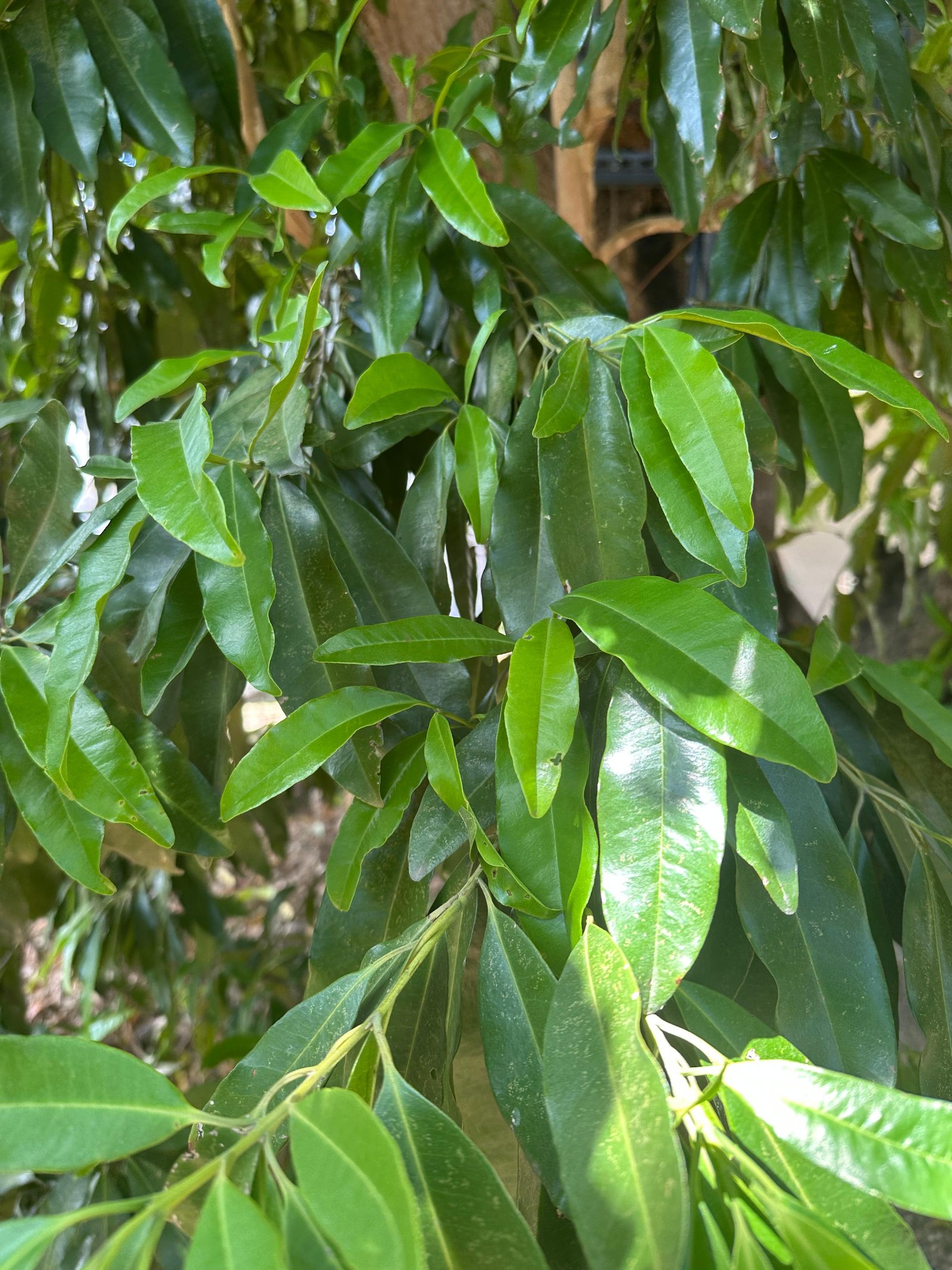 Luxurious macro photograph of dried pimento allspice berries on rustic wood