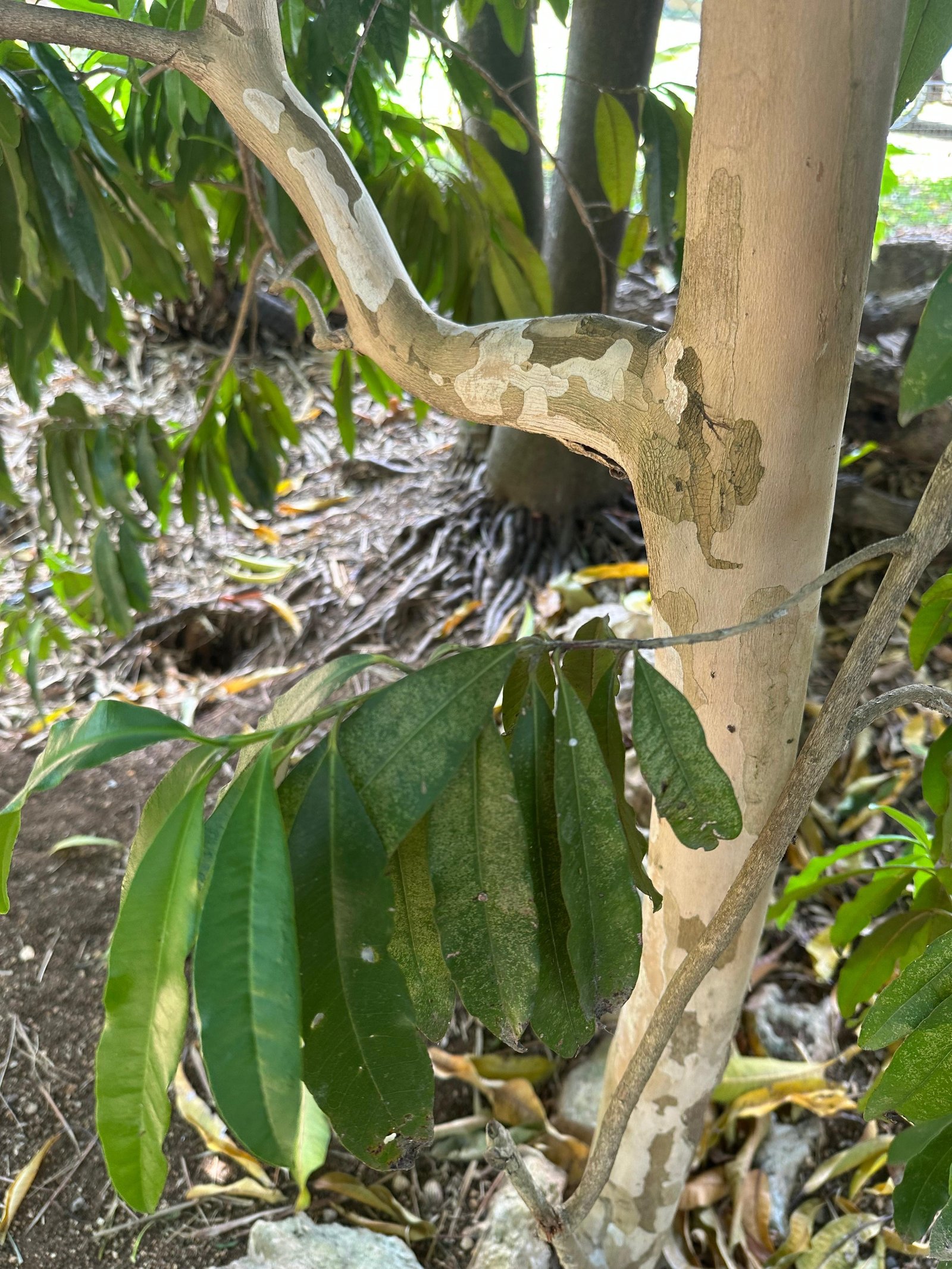 Elegant still-life of a steaming cup of hot pimento tea in a modern ceramic mug